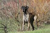 DOGUE ALLEMAND 169